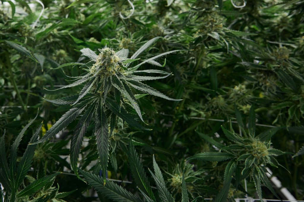 Celebrate Legalization with a Pot Leaf