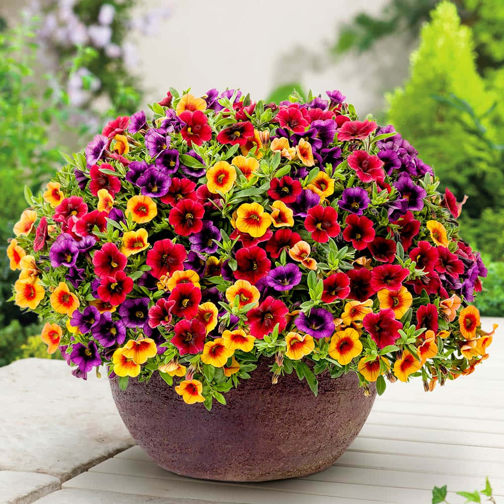 Download Pot Of Calibrachoa Flowers Picture | Wallpapers.com