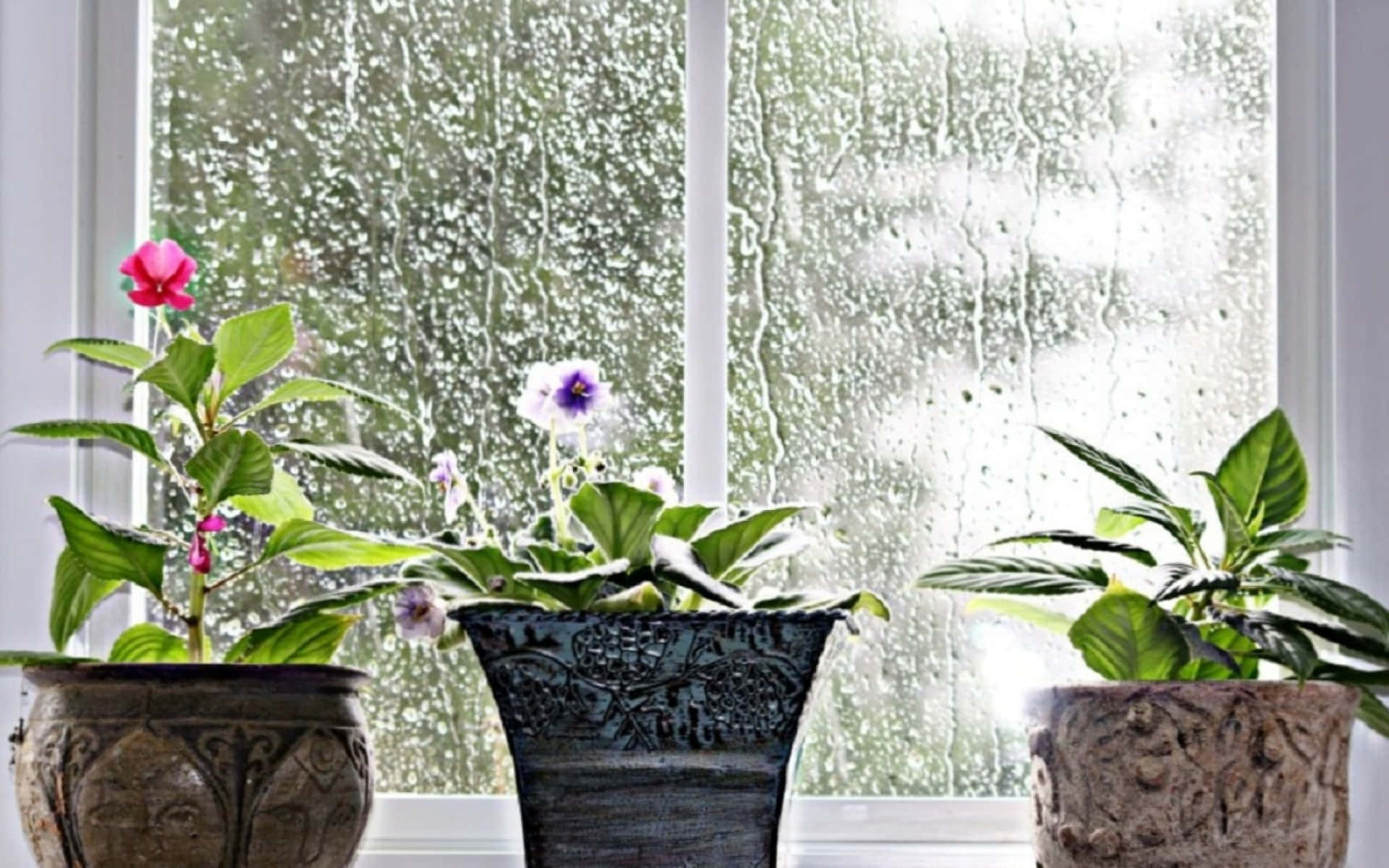 Three Potted Plants Sit In Front Of A Window