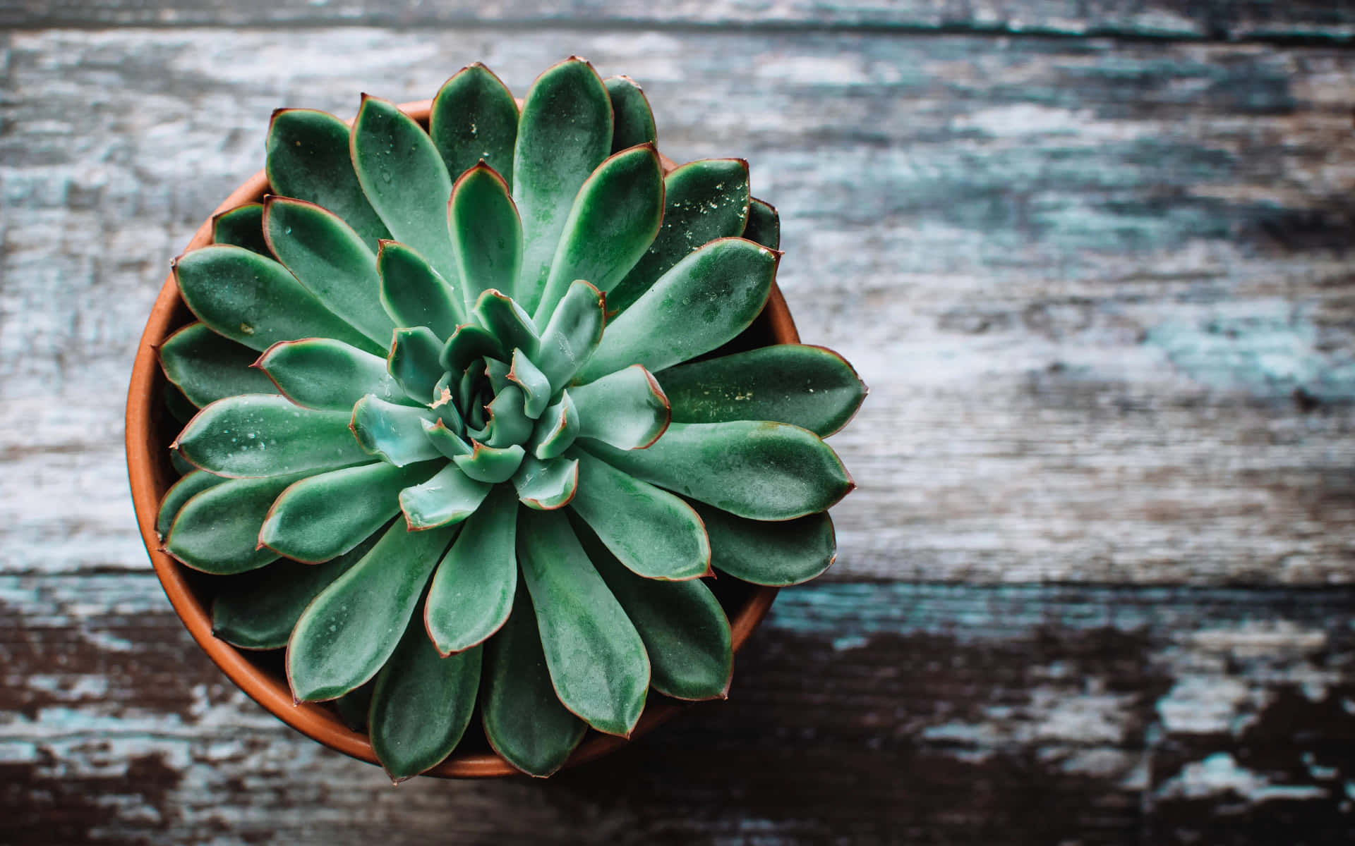 A Succulent Plant In A Pot On A Wooden Table