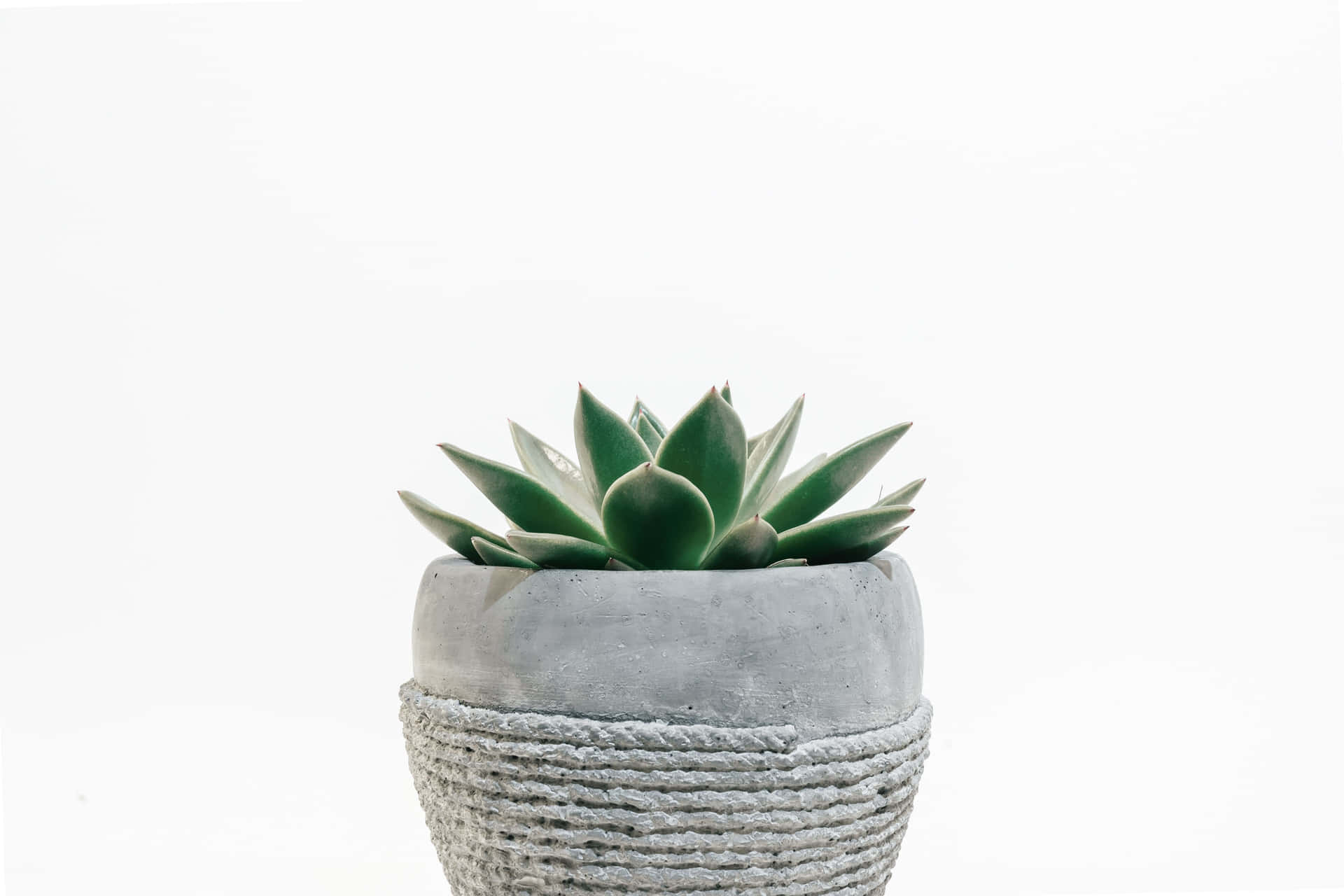 A Small Plant In A Grey Pot