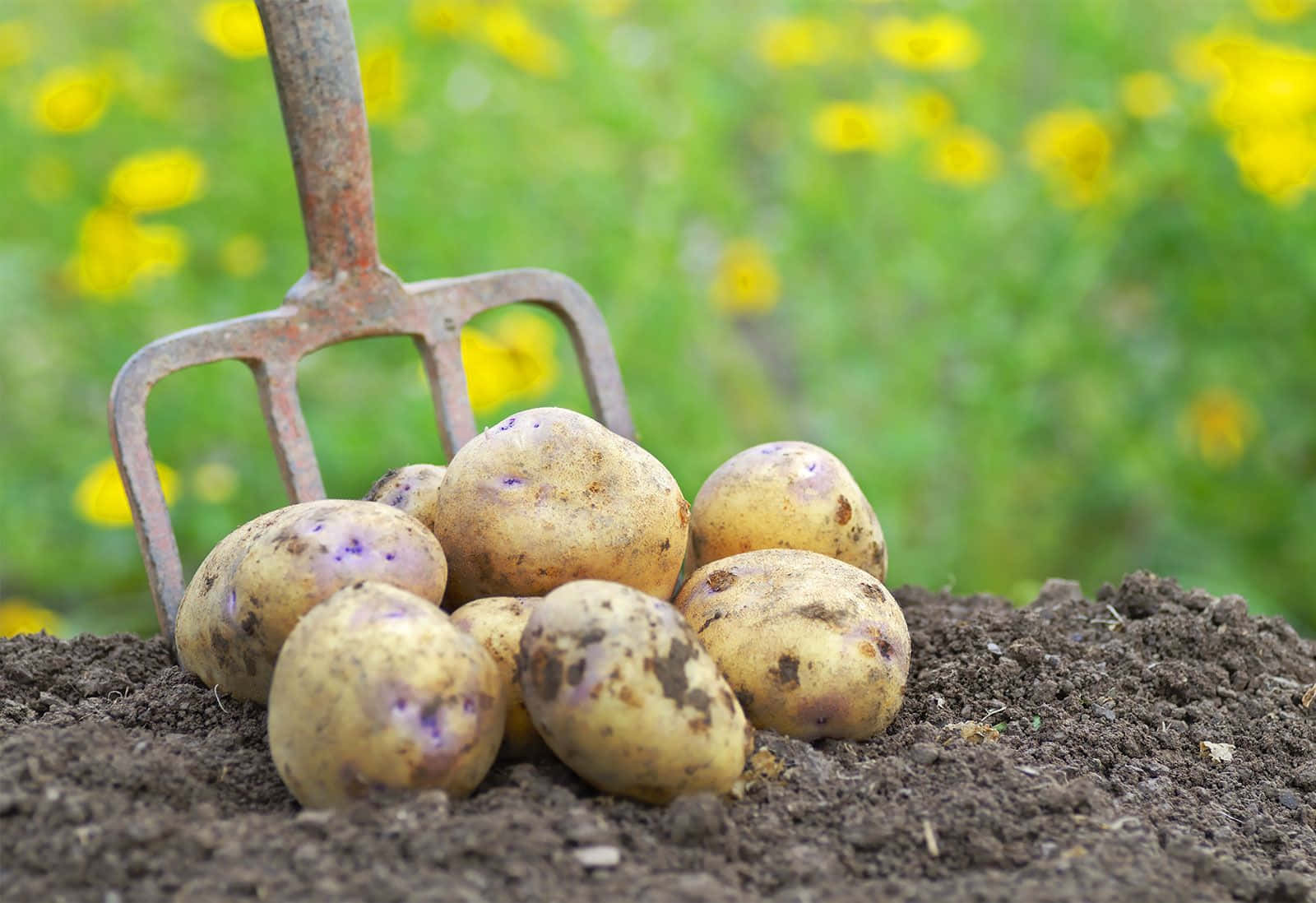 Kartofler,en Uundværlig Del Af Enhver Sund Kost.