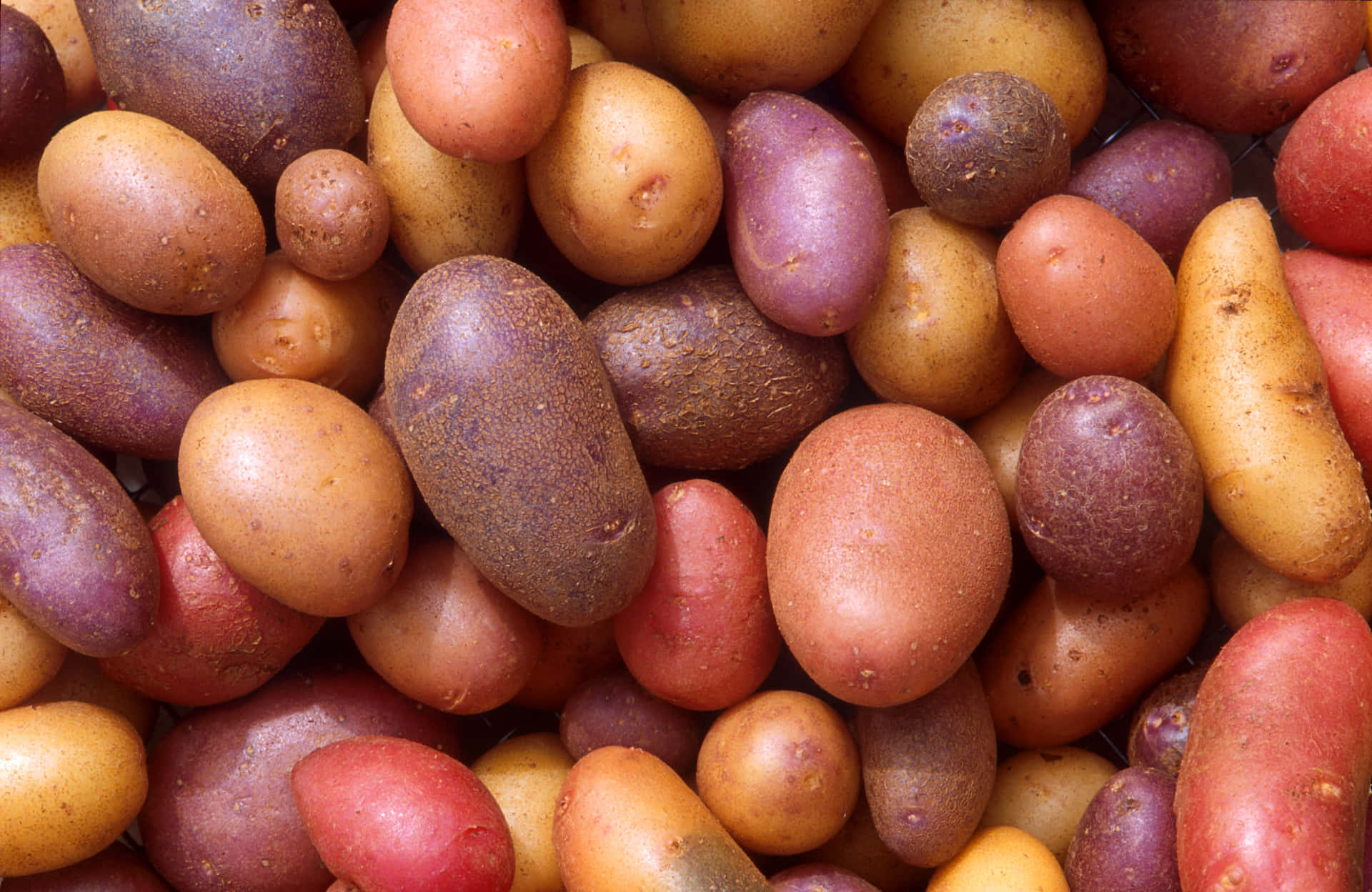 Enfriskhøstet Og Lækker Kartoffel, Klar Til At Blive Tilberedt.