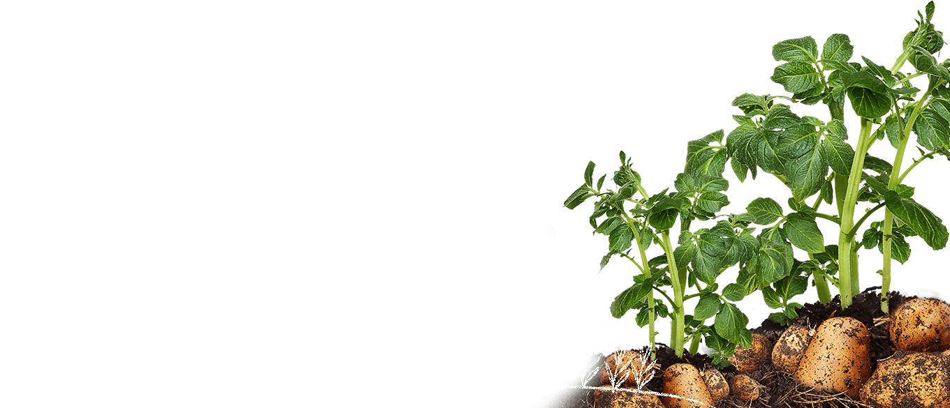 Download Potato Plant Growth Stages | Wallpapers.com