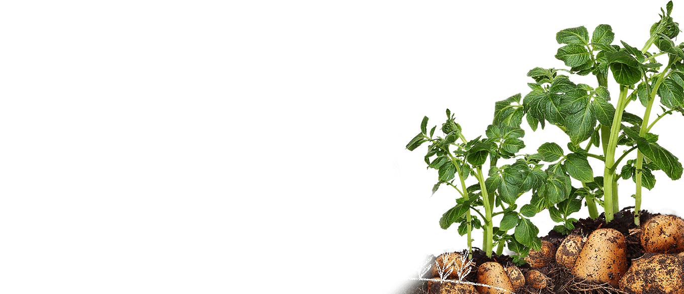 Potato Plant Growth Stages PNG