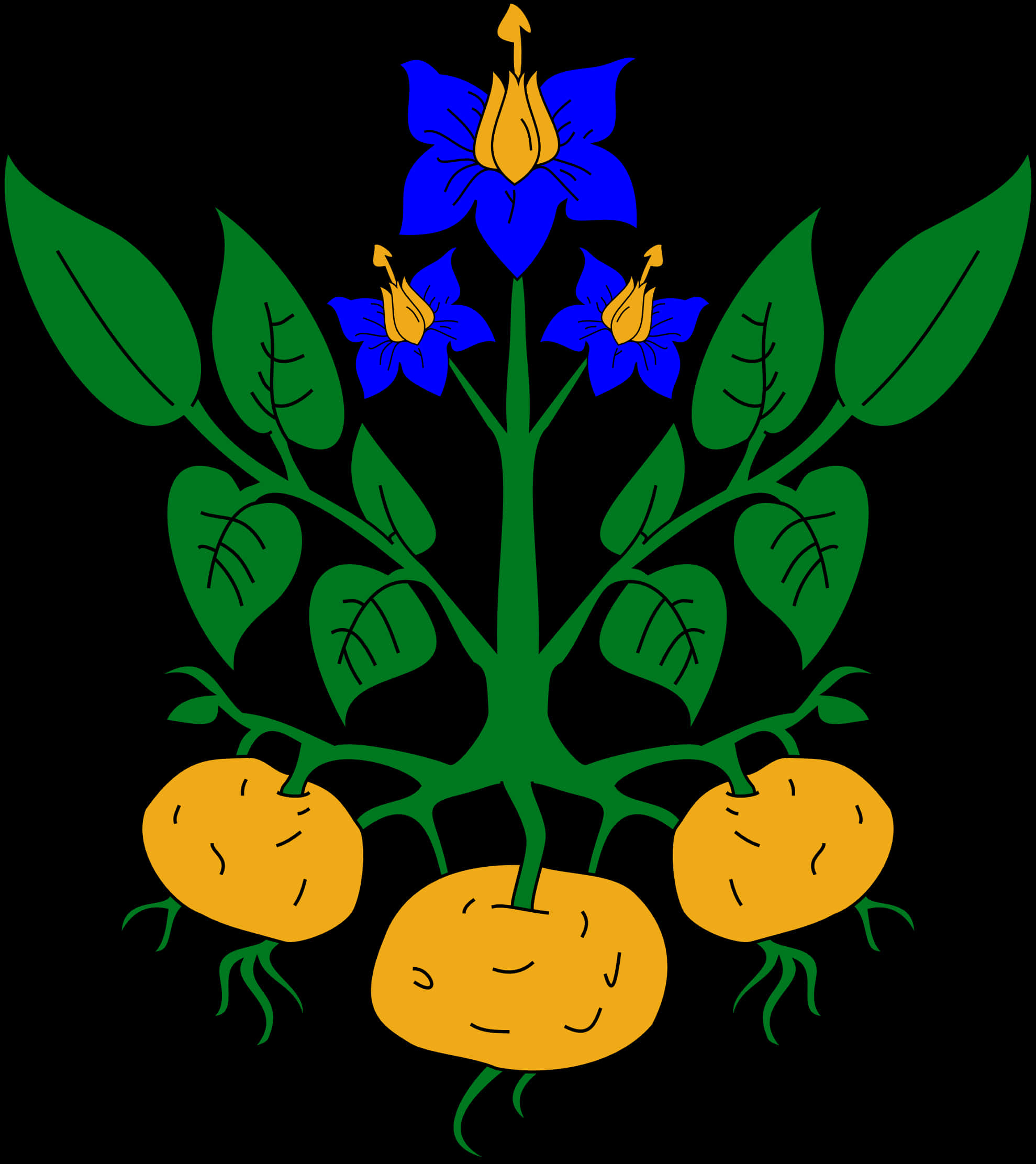 Potato Plant Illustration PNG