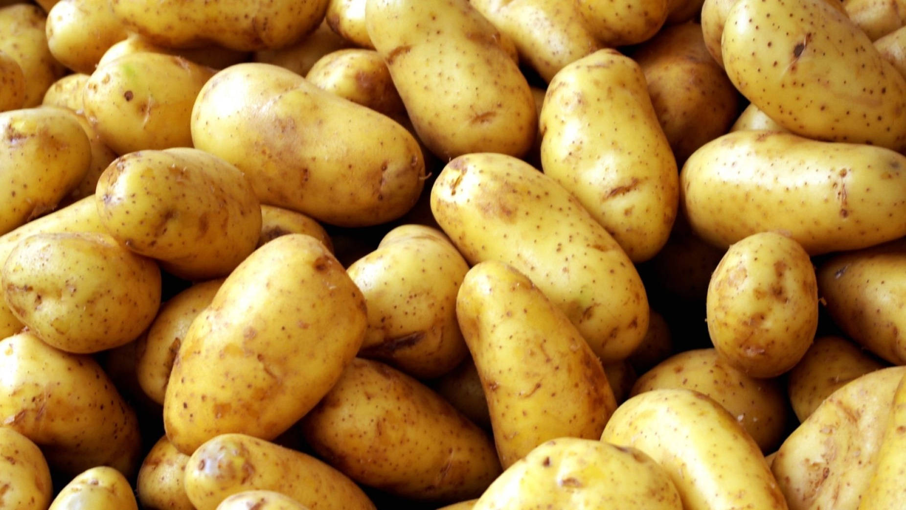 Potato Russet Vegetable Variety Wallpaper