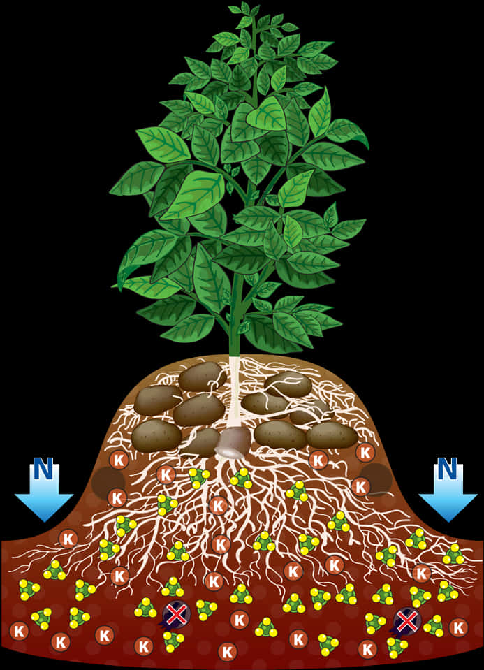 Potato_ Plant_ Structure_and_ Growth.jpg PNG