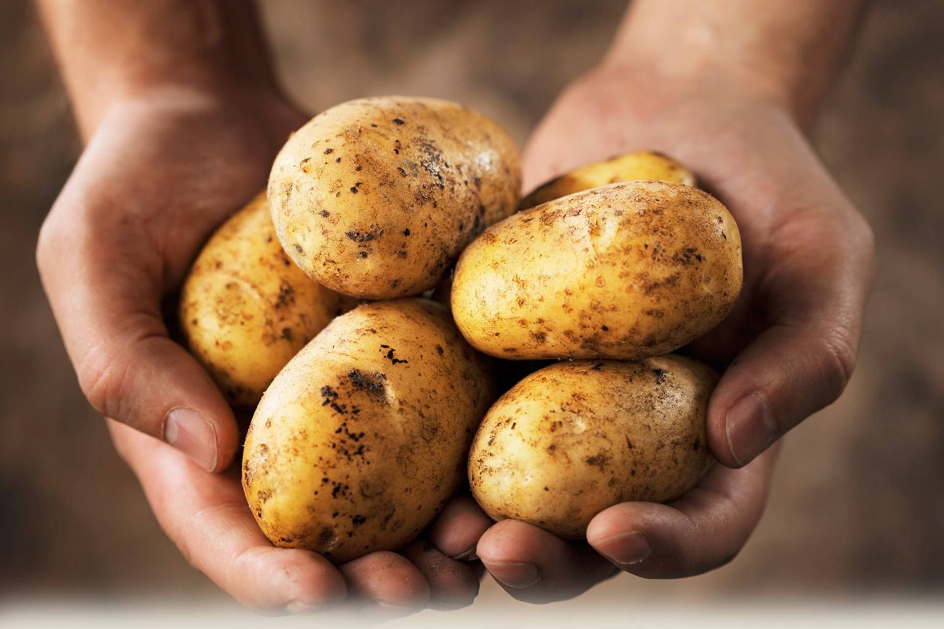 Kartoffelnund Hände Eines Mannes. Wallpaper