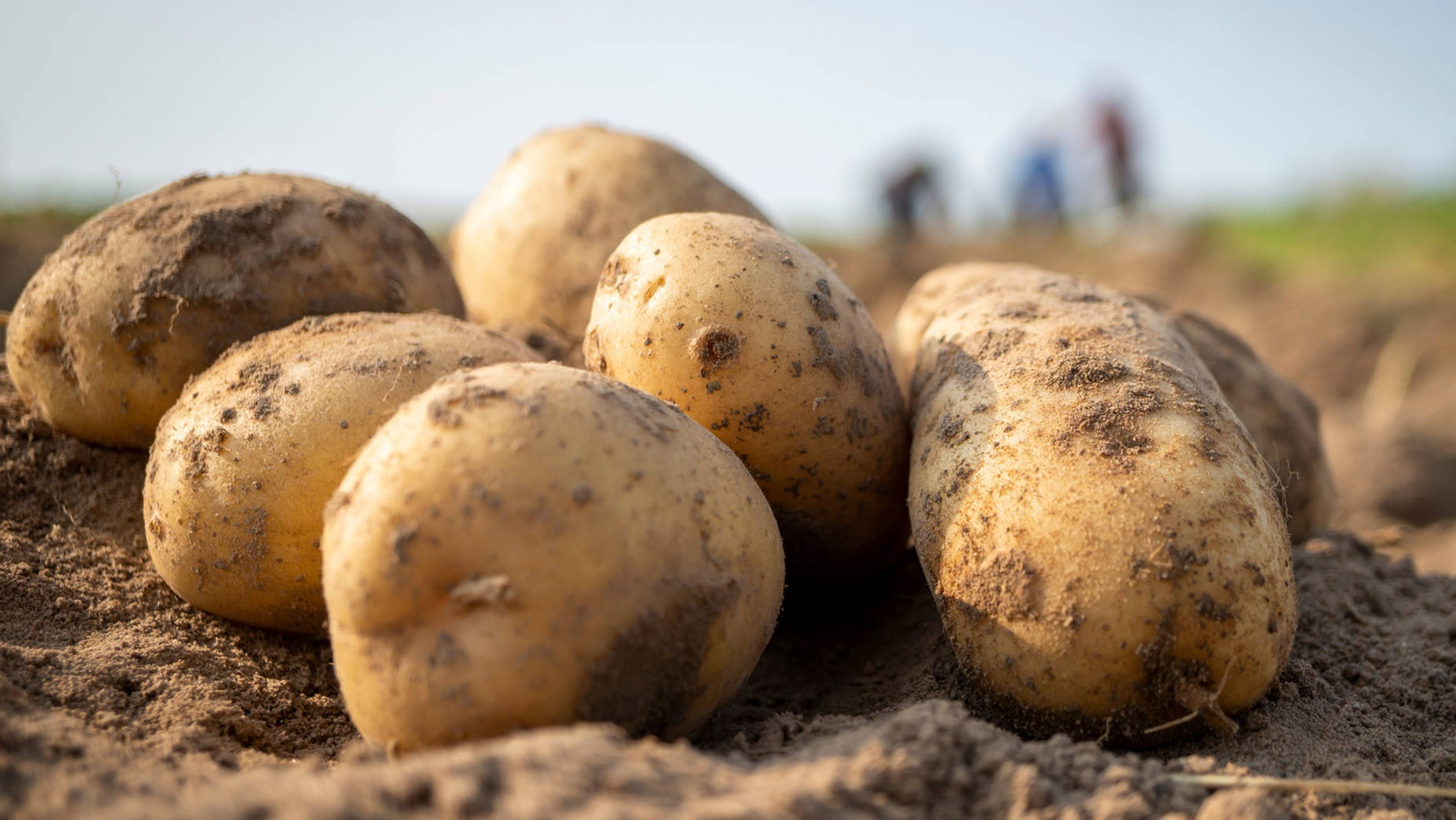 100 Potato Pictures  Download Free Images on Unsplash