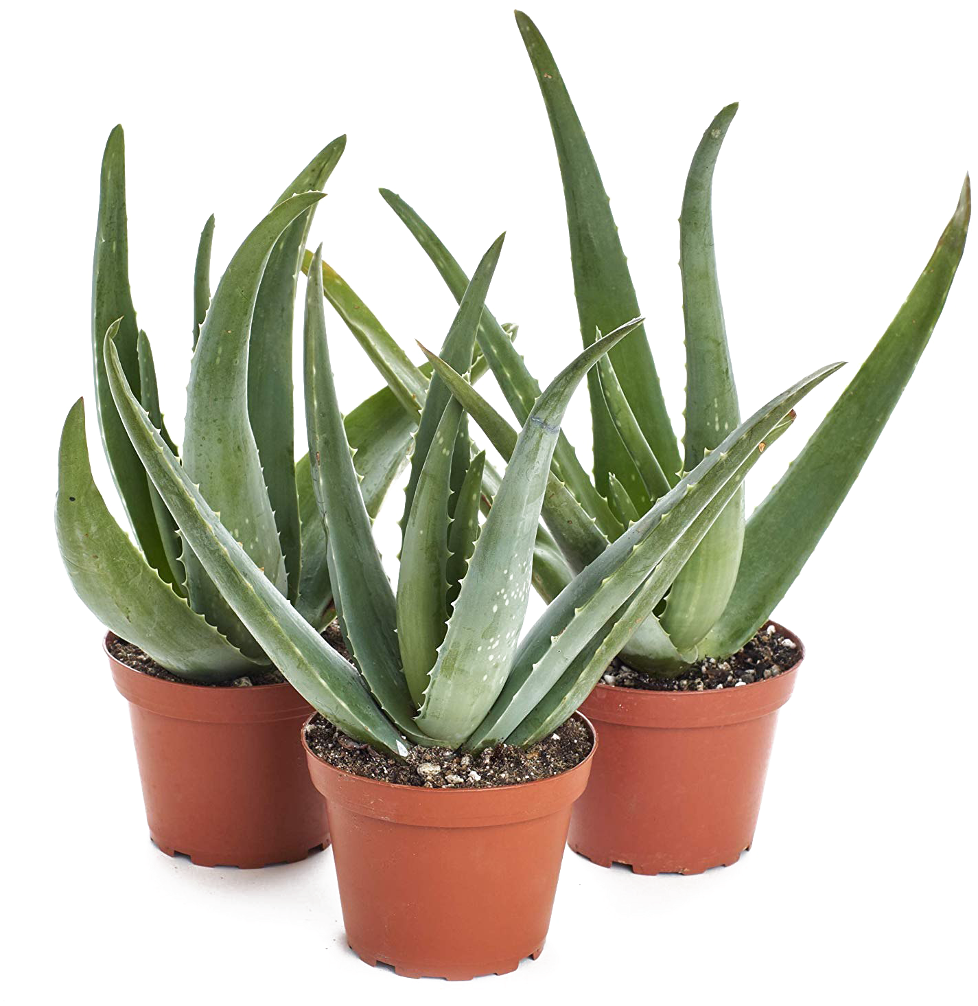 Potted Aloe Vera Plants PNG