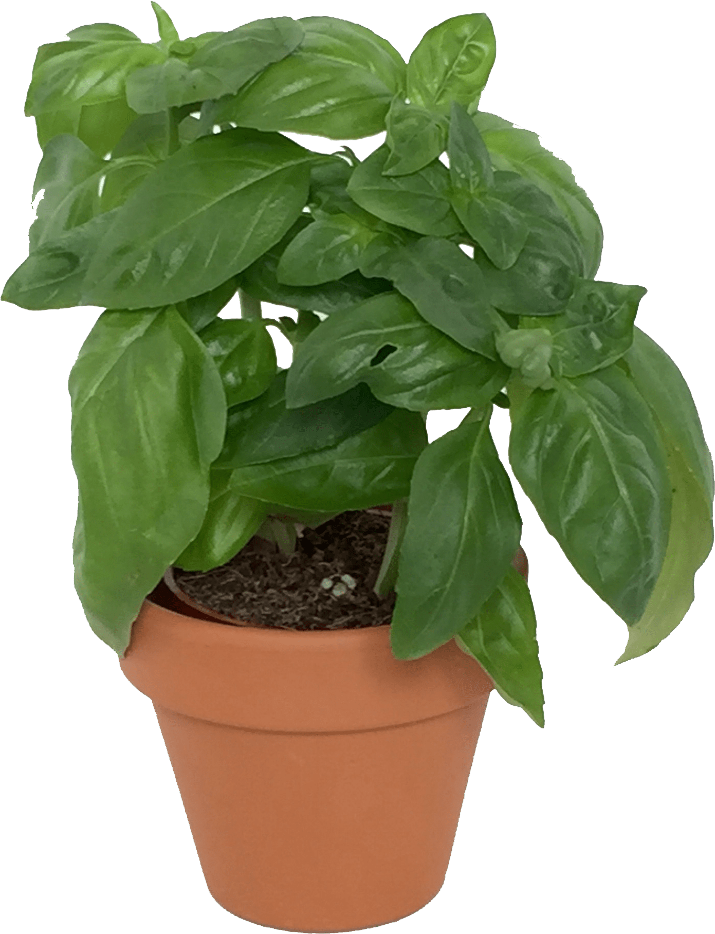 Potted Basil Plant PNG