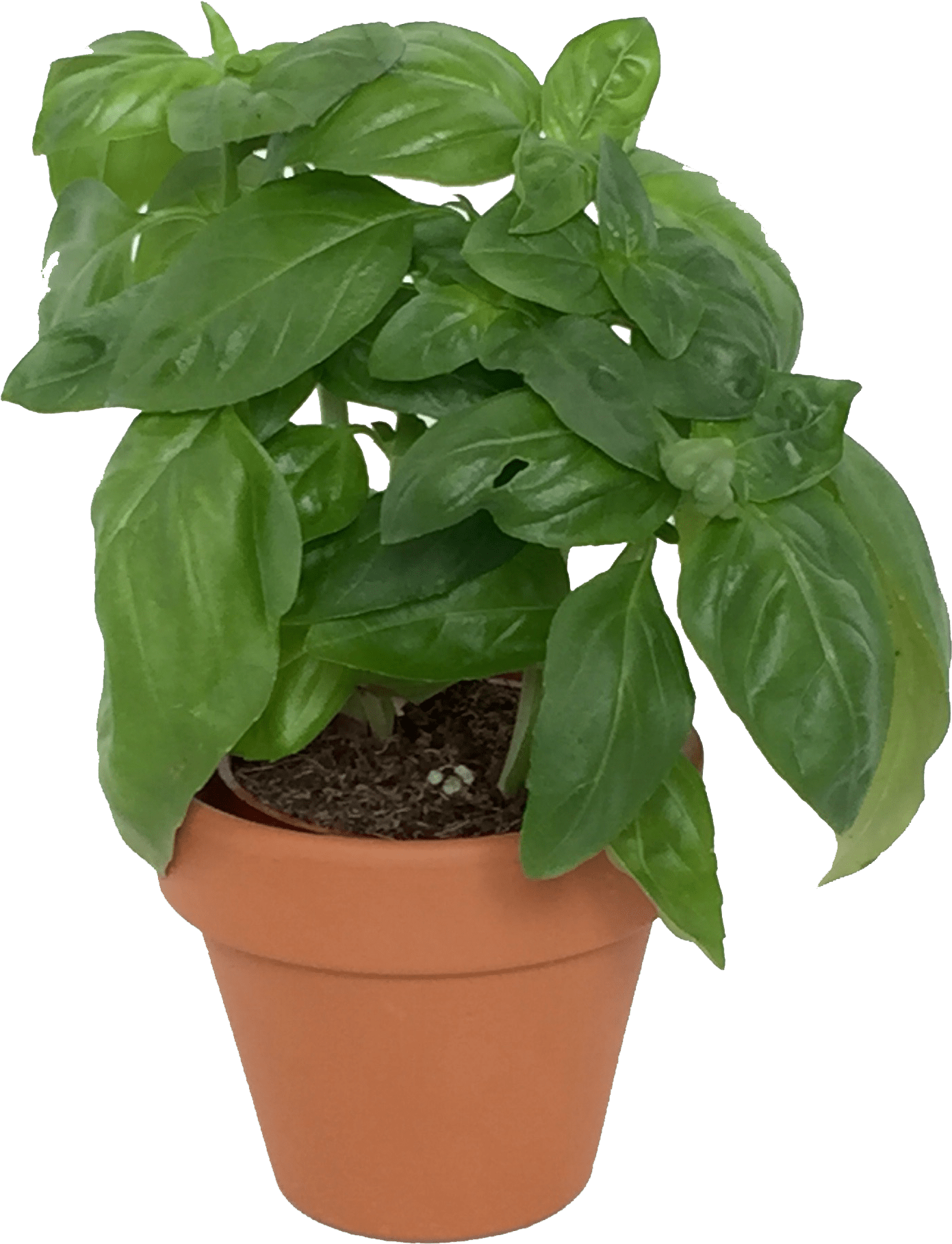 Download Potted Basil Plant | Wallpapers.com