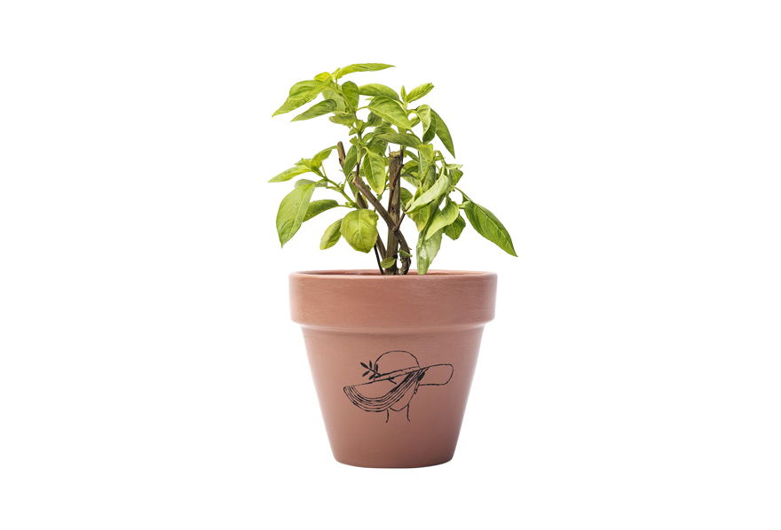 Potted Basil Plant PNG
