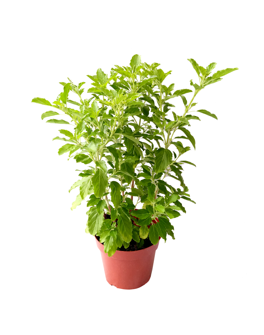 Potted Basil Plant.png PNG