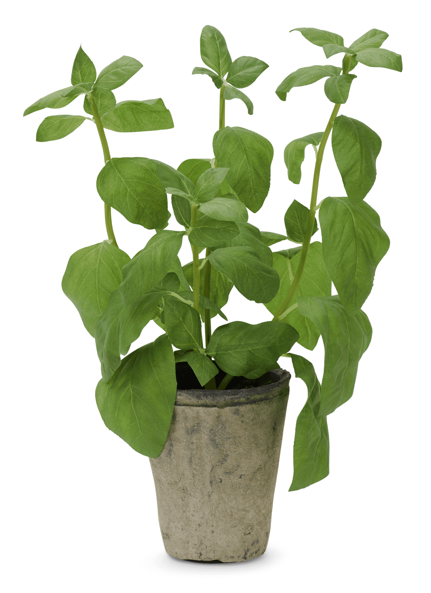 Potted Basil Plant PNG