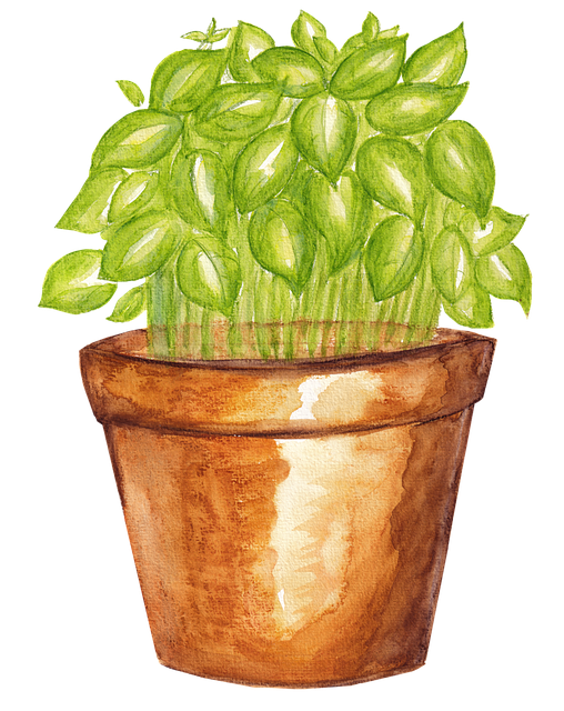 Potted Basil Watercolor Illustration PNG