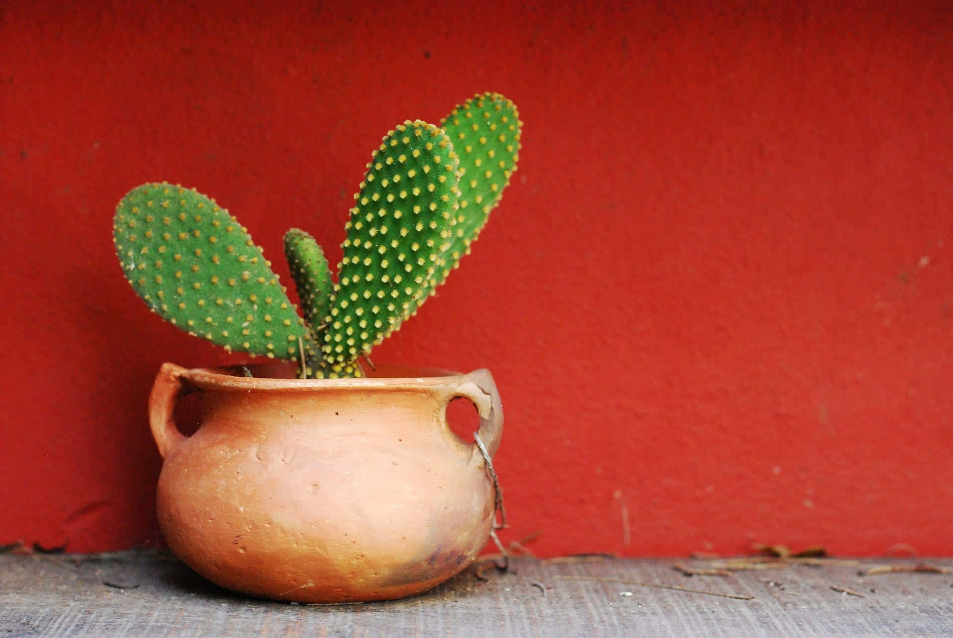 Potted Cactus Against Red Wall.jpg Wallpaper