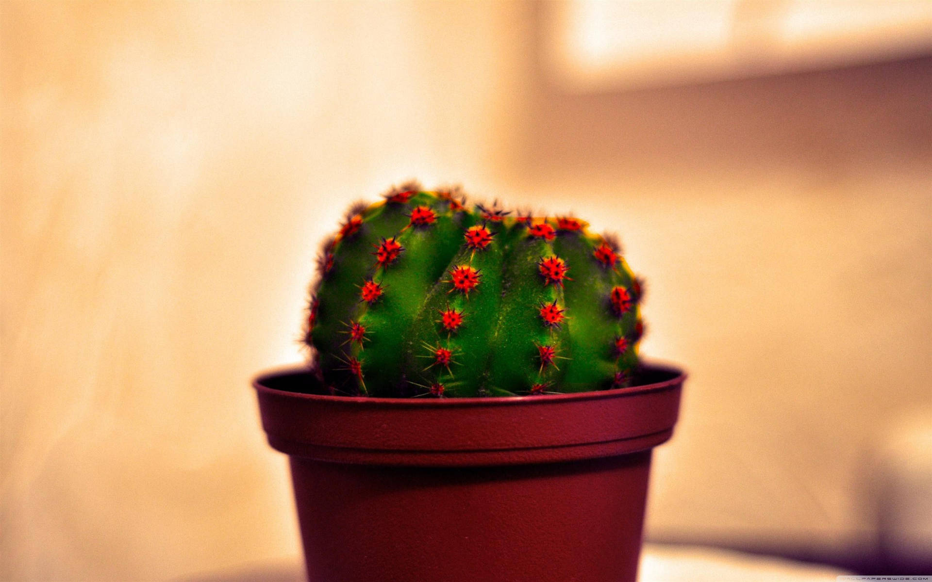 Potted Cactus With Red Flowers