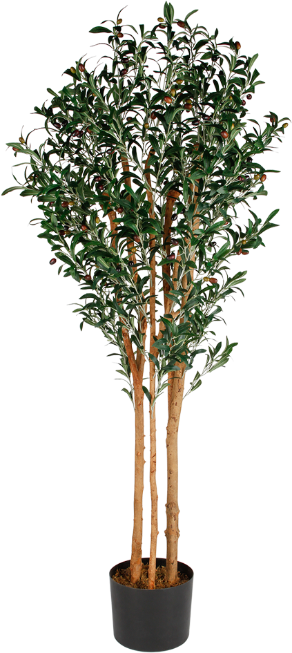 Potted Camellia Tree PNG