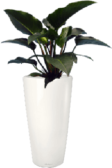 Potted Congo Plant Decor PNG