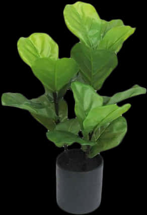 Potted Fiddle Leaf Fig Plant PNG