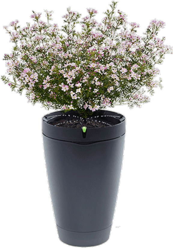 Potted Flowering Plant PNG