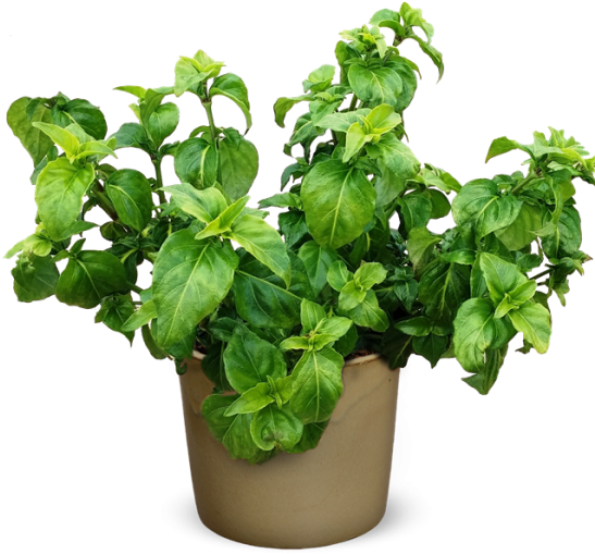 Potted Fresh Basil Herb PNG