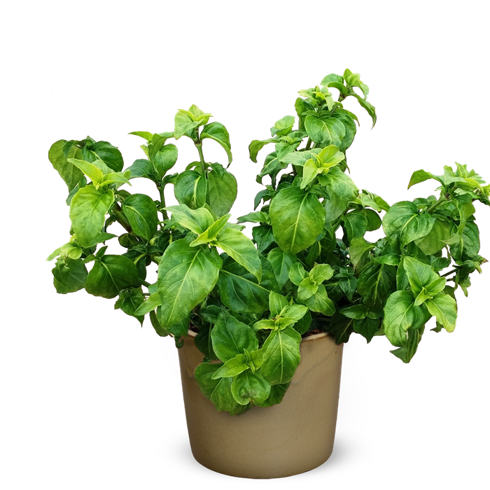 Potted Fresh Basil Plant PNG