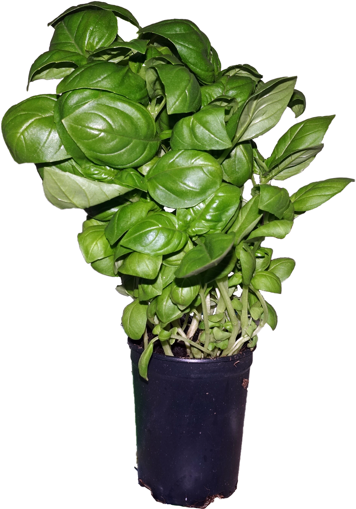 Potted Fresh Basil Plant PNG
