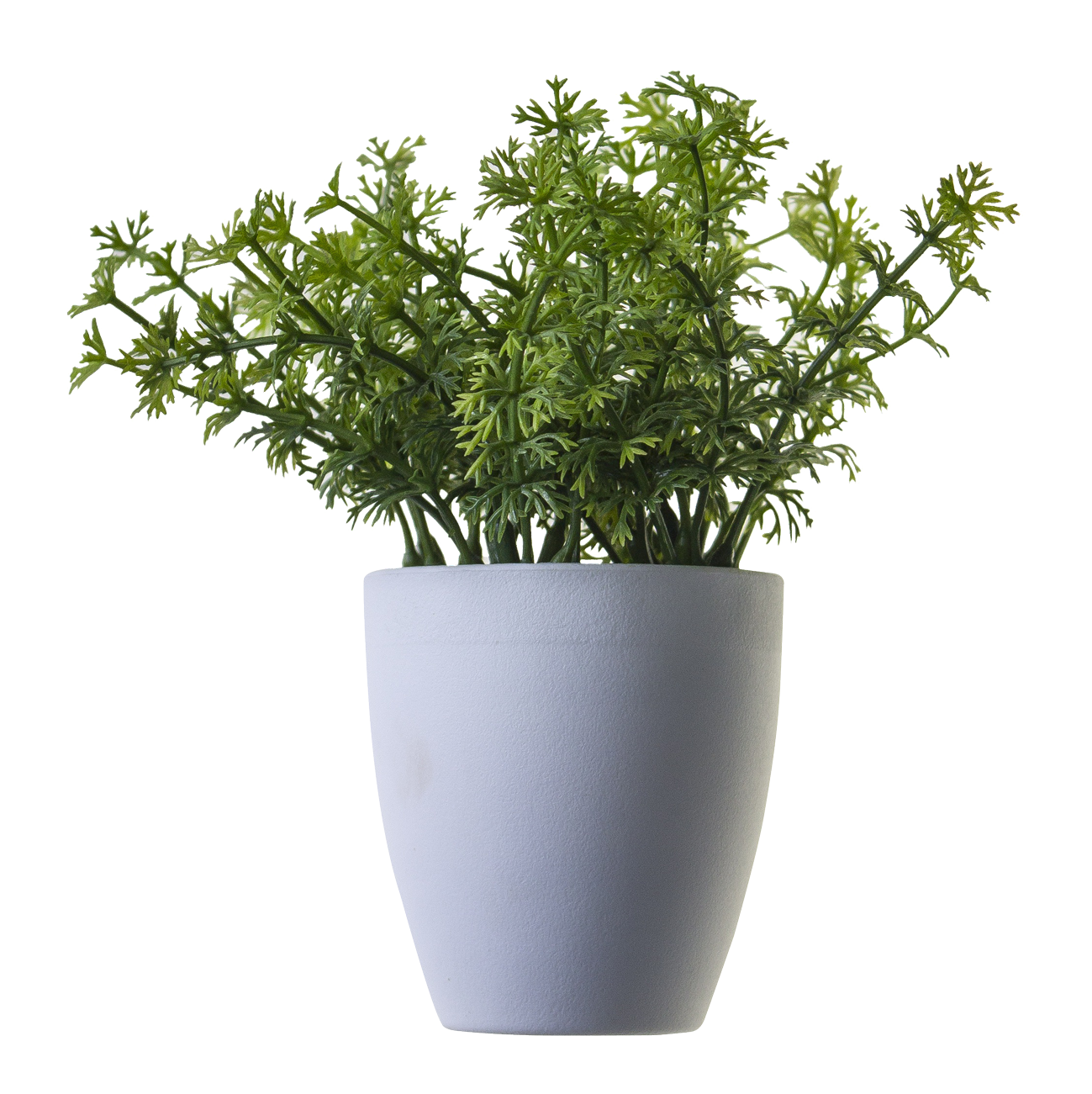 Potted Green Herb Plant PNG