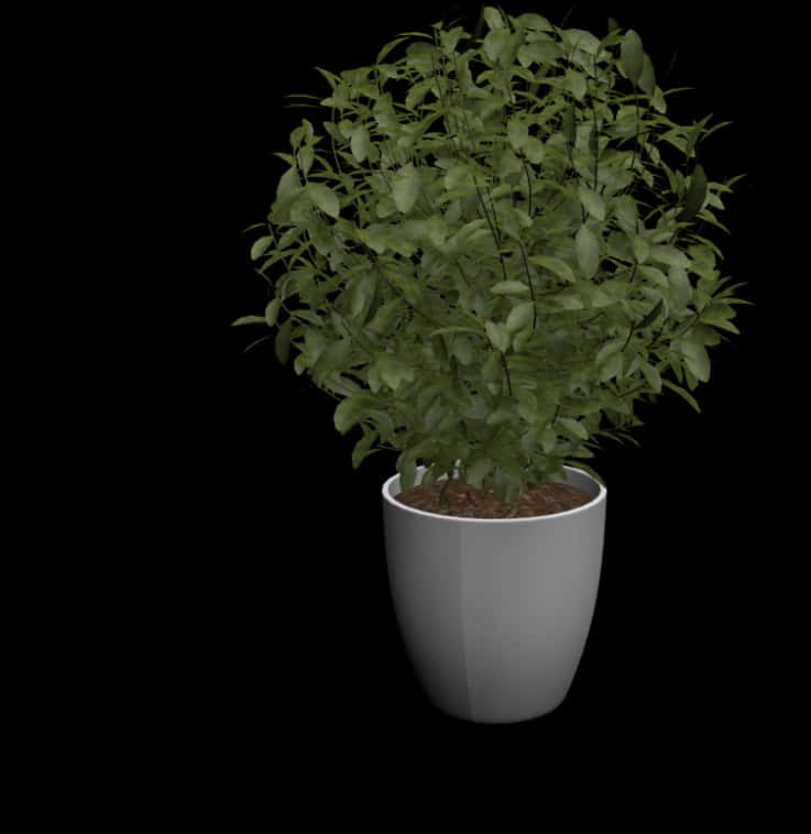 Potted Green Plant Black Background PNG