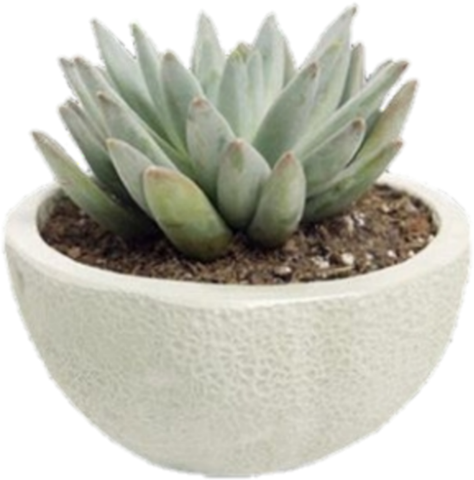 Potted Green Succulent Plant PNG