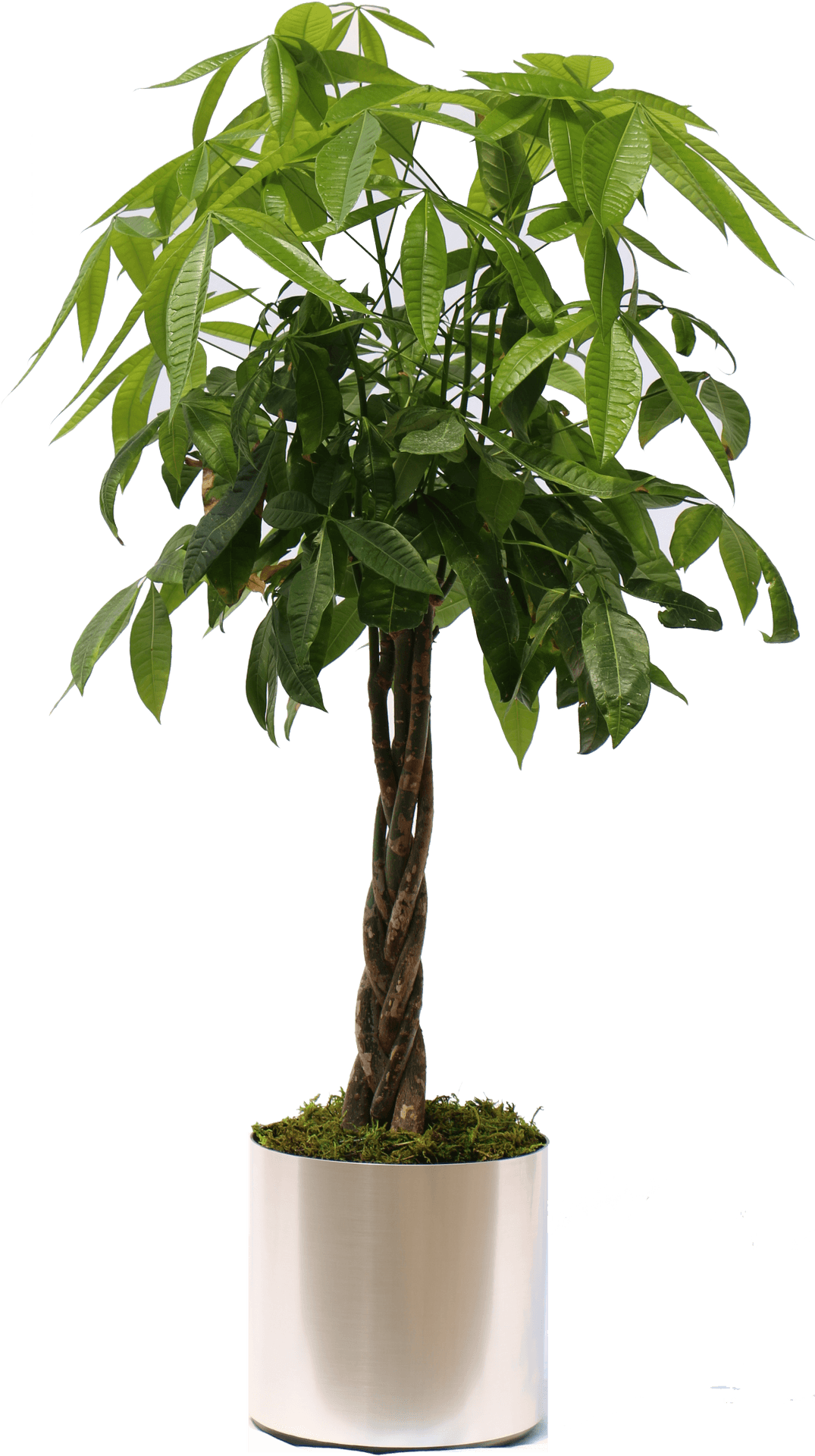 Potted Indoor Plant Modern Decor PNG