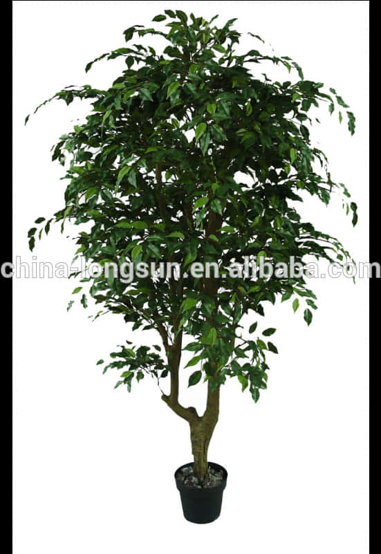 Potted Indoor Tree Isolated White Background PNG