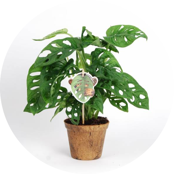 Potted Monstera Deliciosa Plant PNG