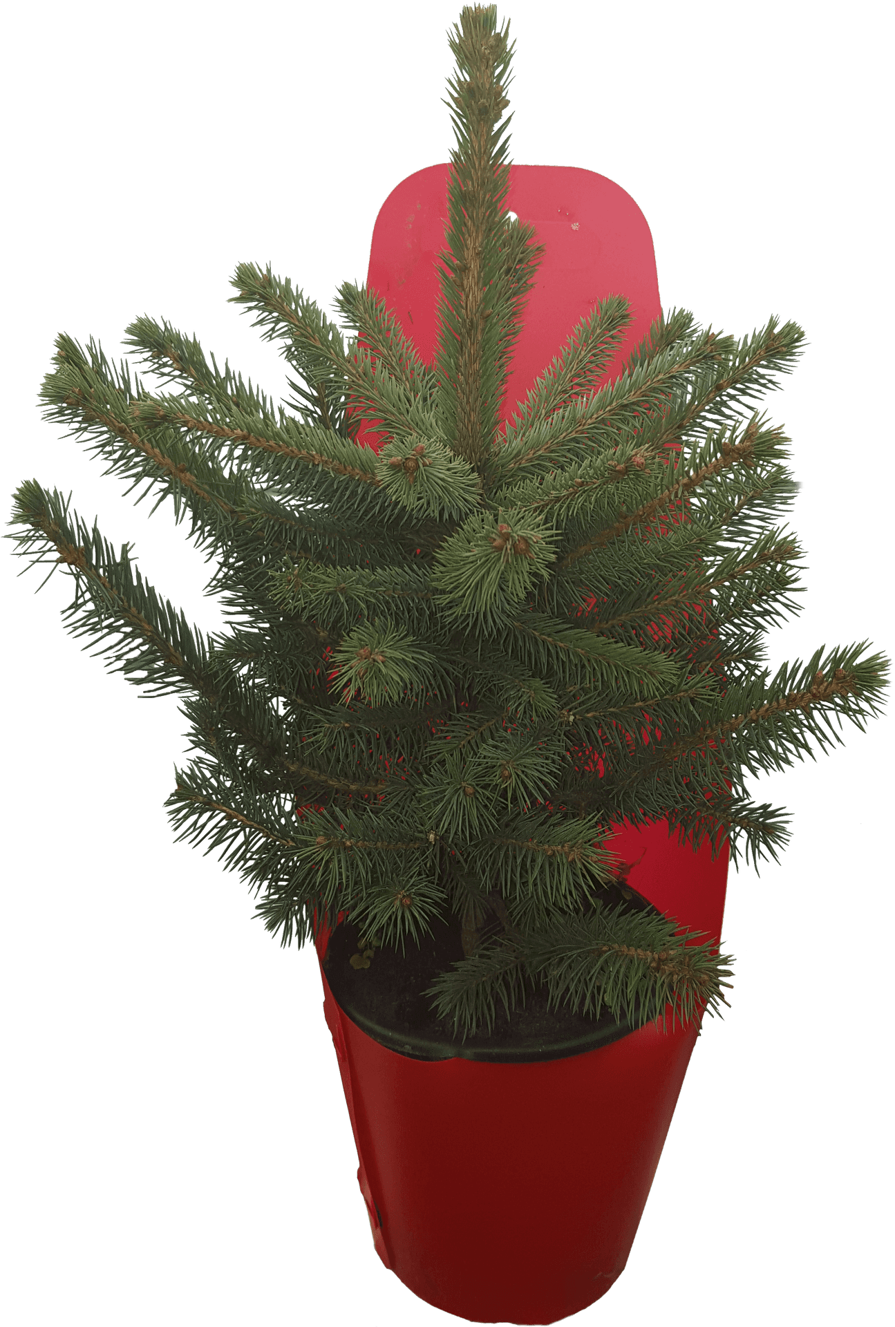 Potted Norfolk Island Pine Plant PNG