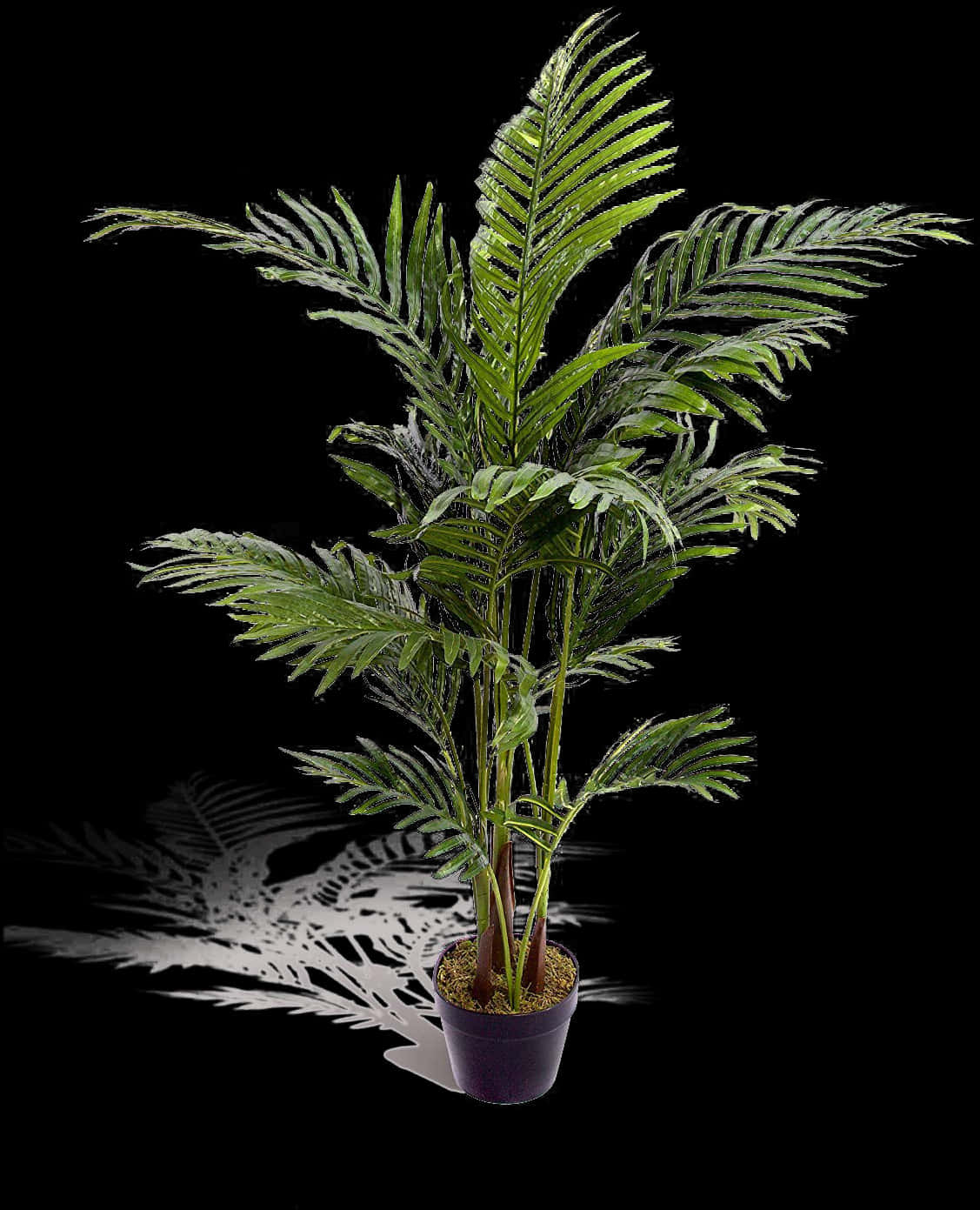 Potted Palm Plant Black Background.jpg PNG
