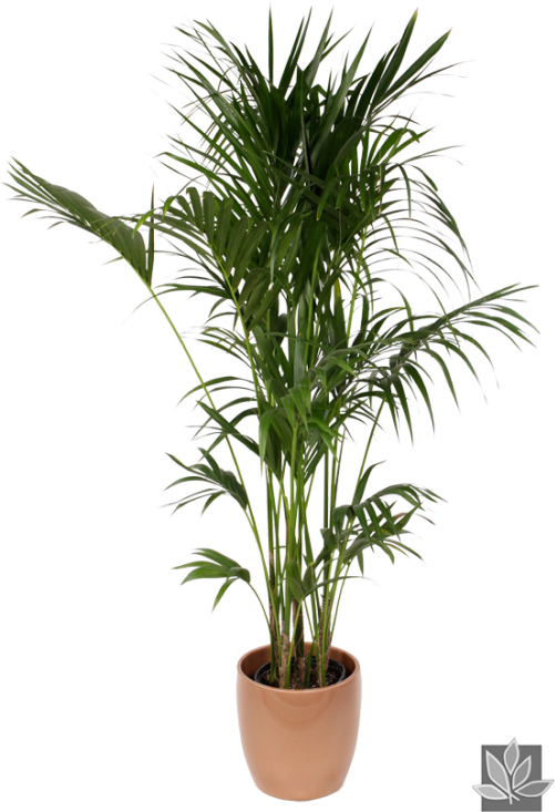 Potted Palm Plant Isolated PNG