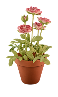 Potted Pink Flowers Black Background PNG