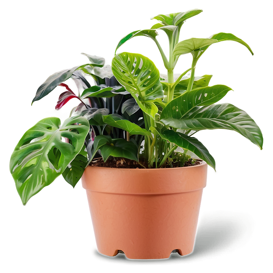 Potted Plants B PNG