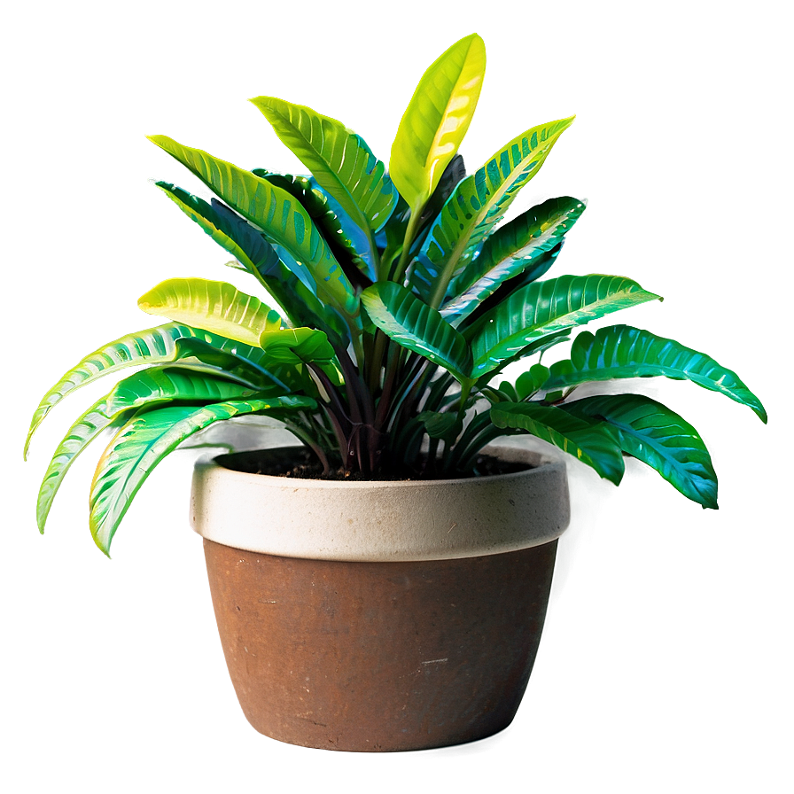 Potted Plants C PNG