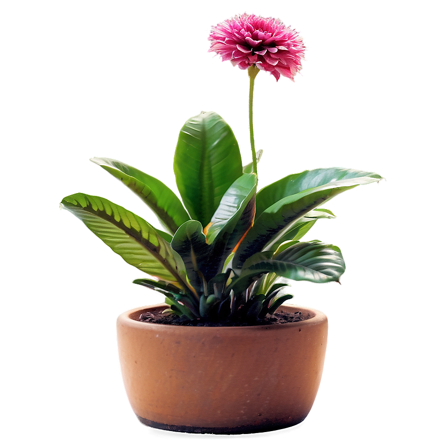 Potted Plants D PNG