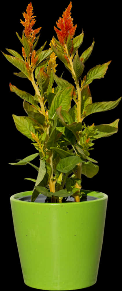 Potted Plantwith Orange Flowers PNG
