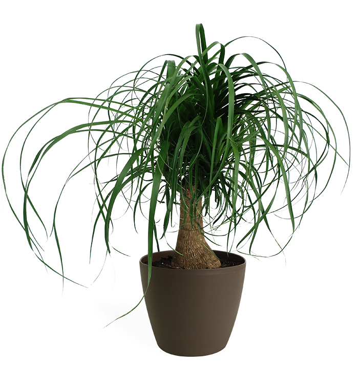 Potted Ponytail Palm Plant PNG