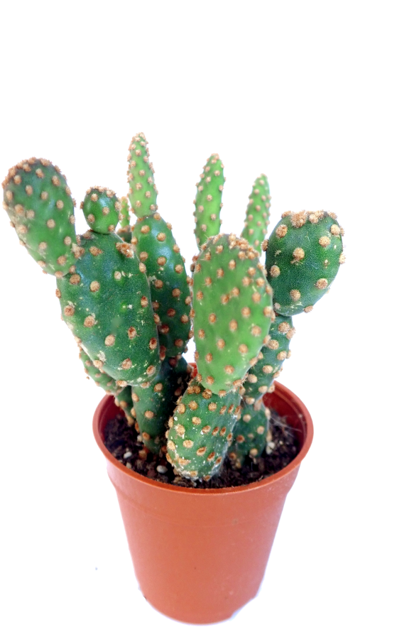 Download Potted Prickly Pear Cactus 