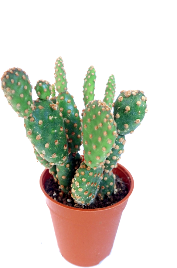 Potted Prickly Pear Cactus PNG