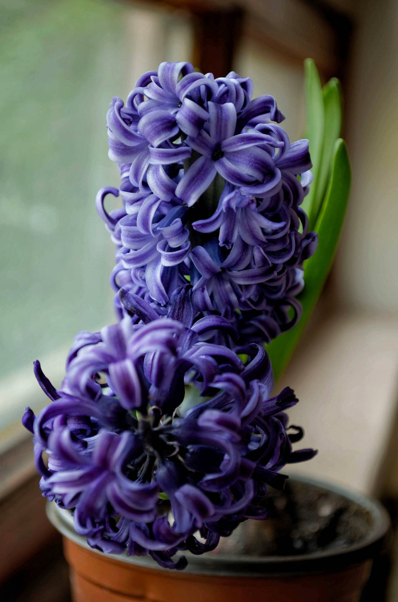 Potted Purple Hyacinth Flower