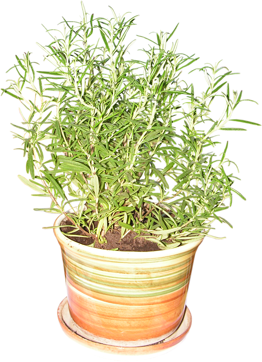 Potted Rosemary Plant PNG
