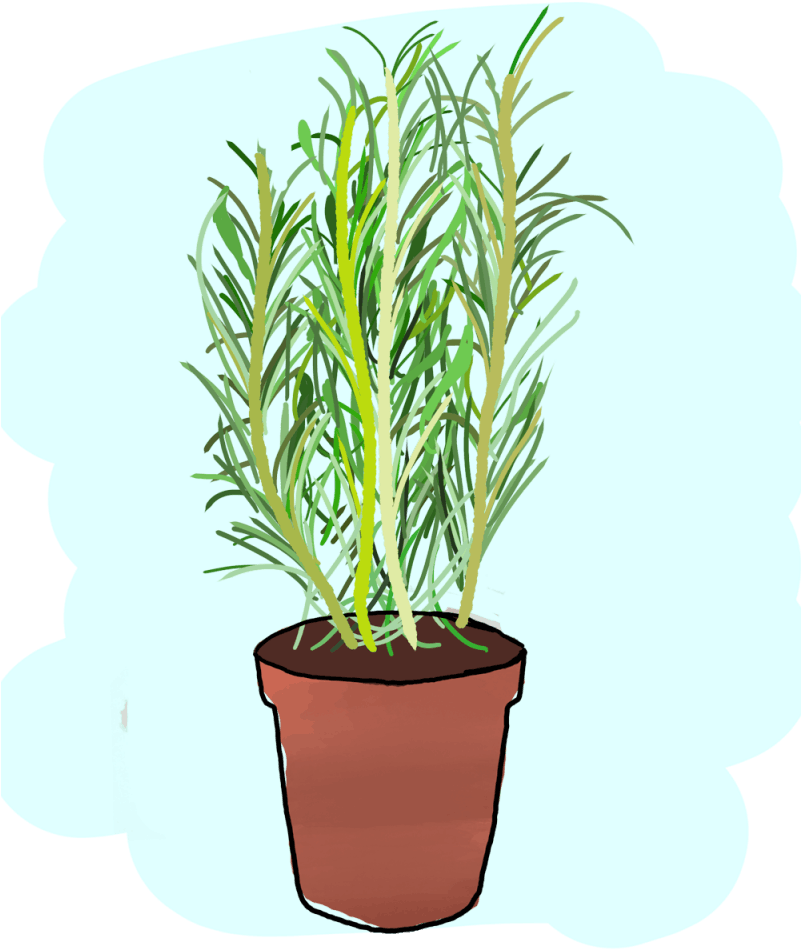 Potted Rosemary Plant Illustration PNG